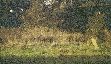 blauwe reiger hangplek