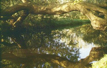 Overhangende wilg - helaas is eind 1999 het middendeel eruit gezaagd.